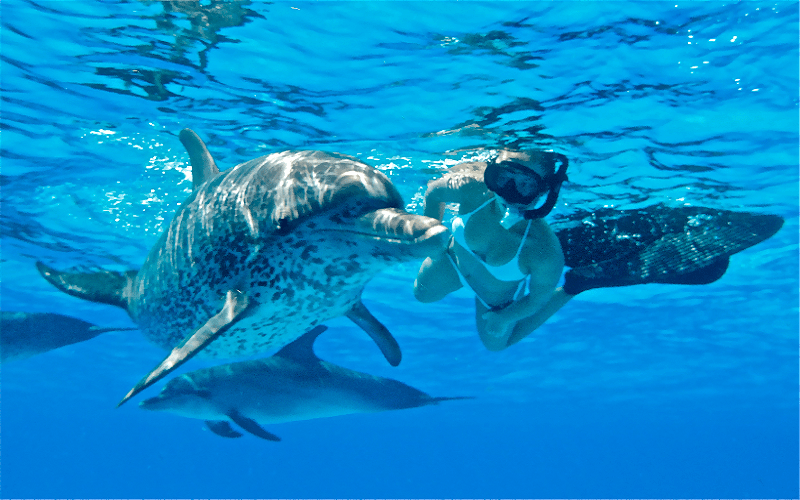 Dolphin House Snorkeling and Swimming with Dolphins