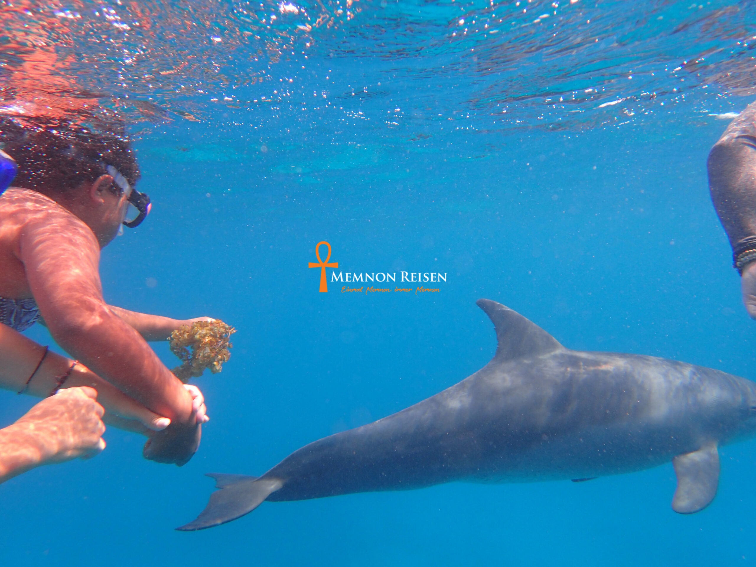 Private Swimming with Dolphins & Snorkeling Tour