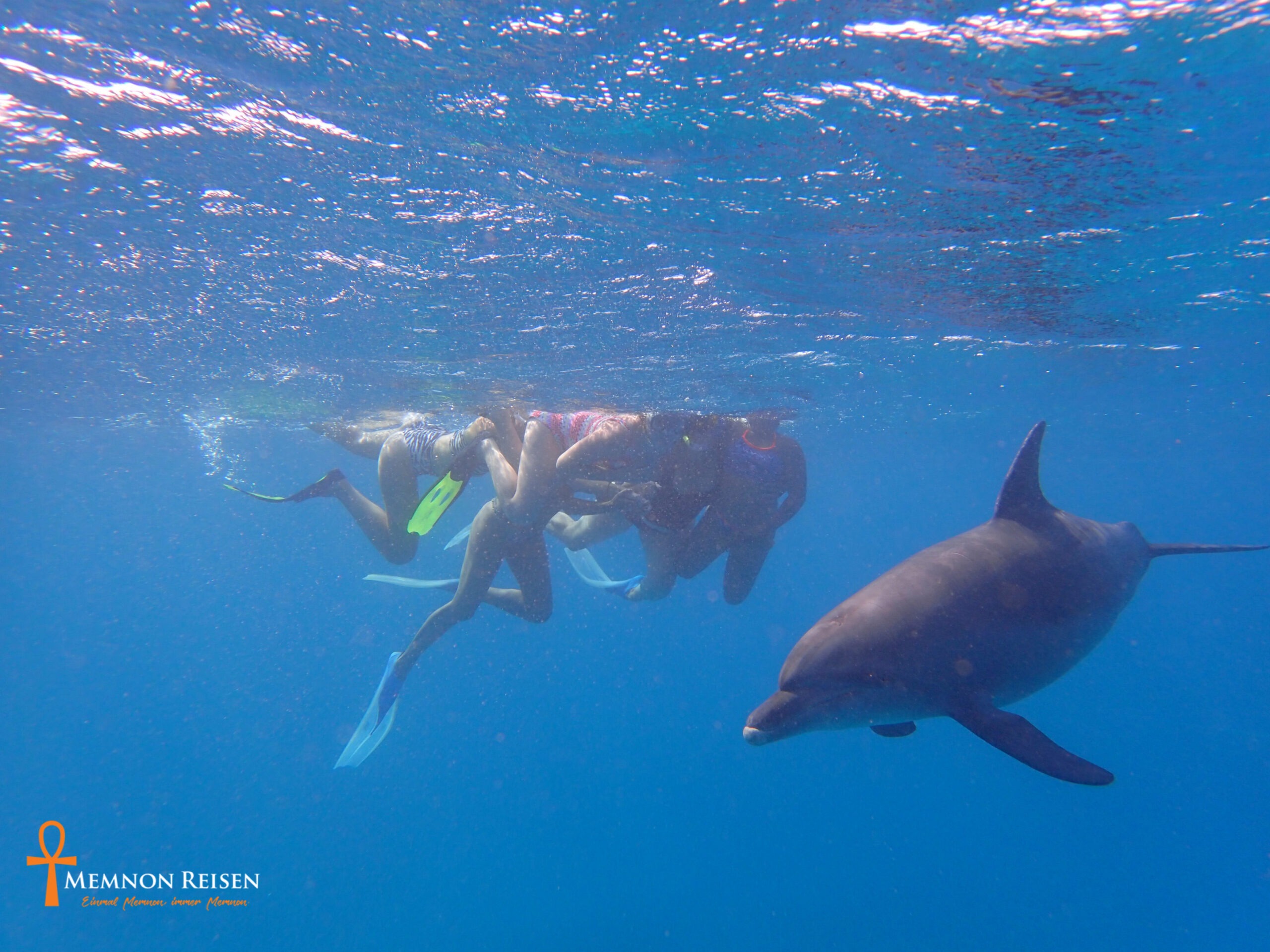 Private Swimming with Dolphins & Snorkeling Tour