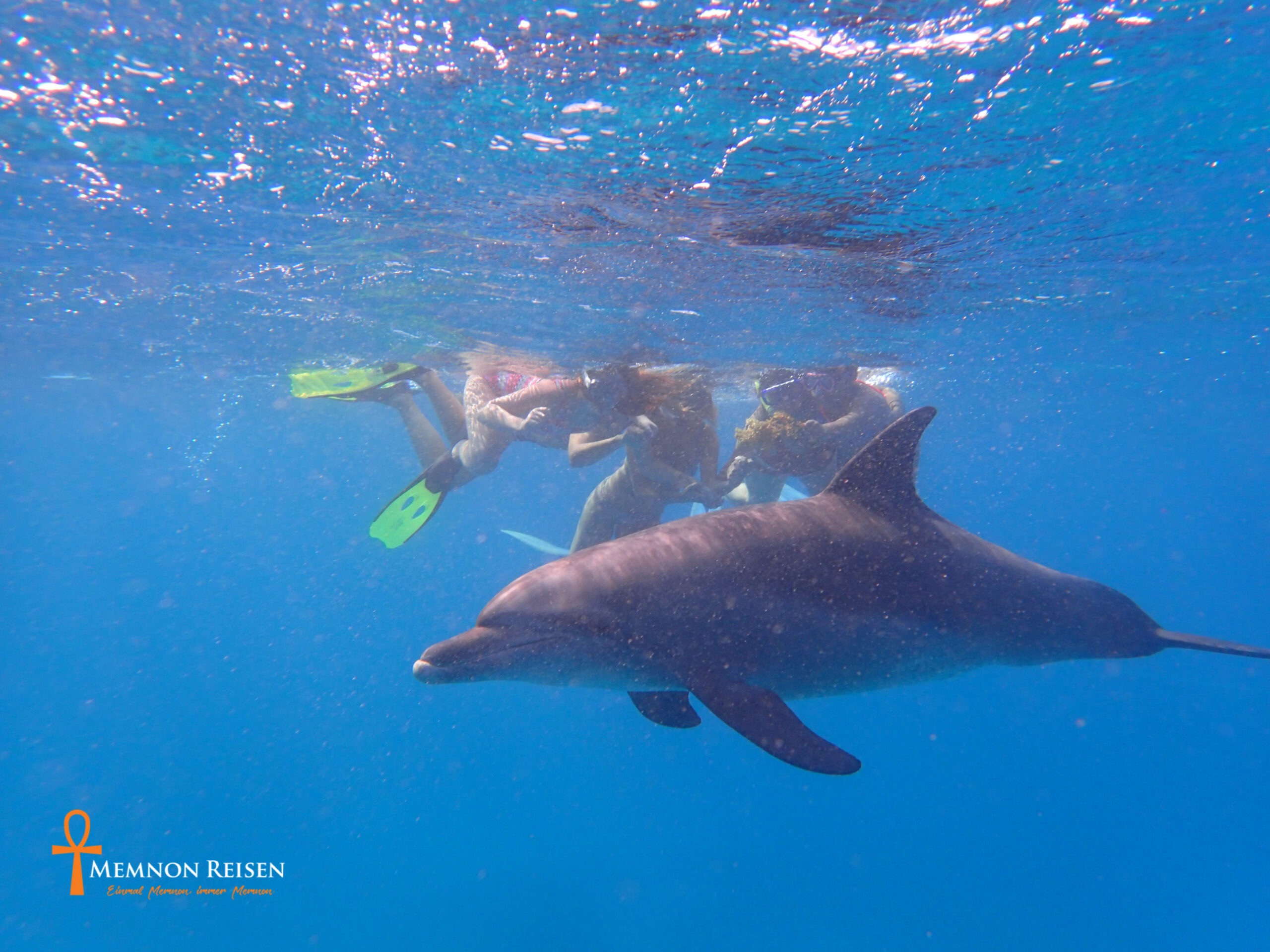 Private Swimming with Dolphins & Snorkeling Tour