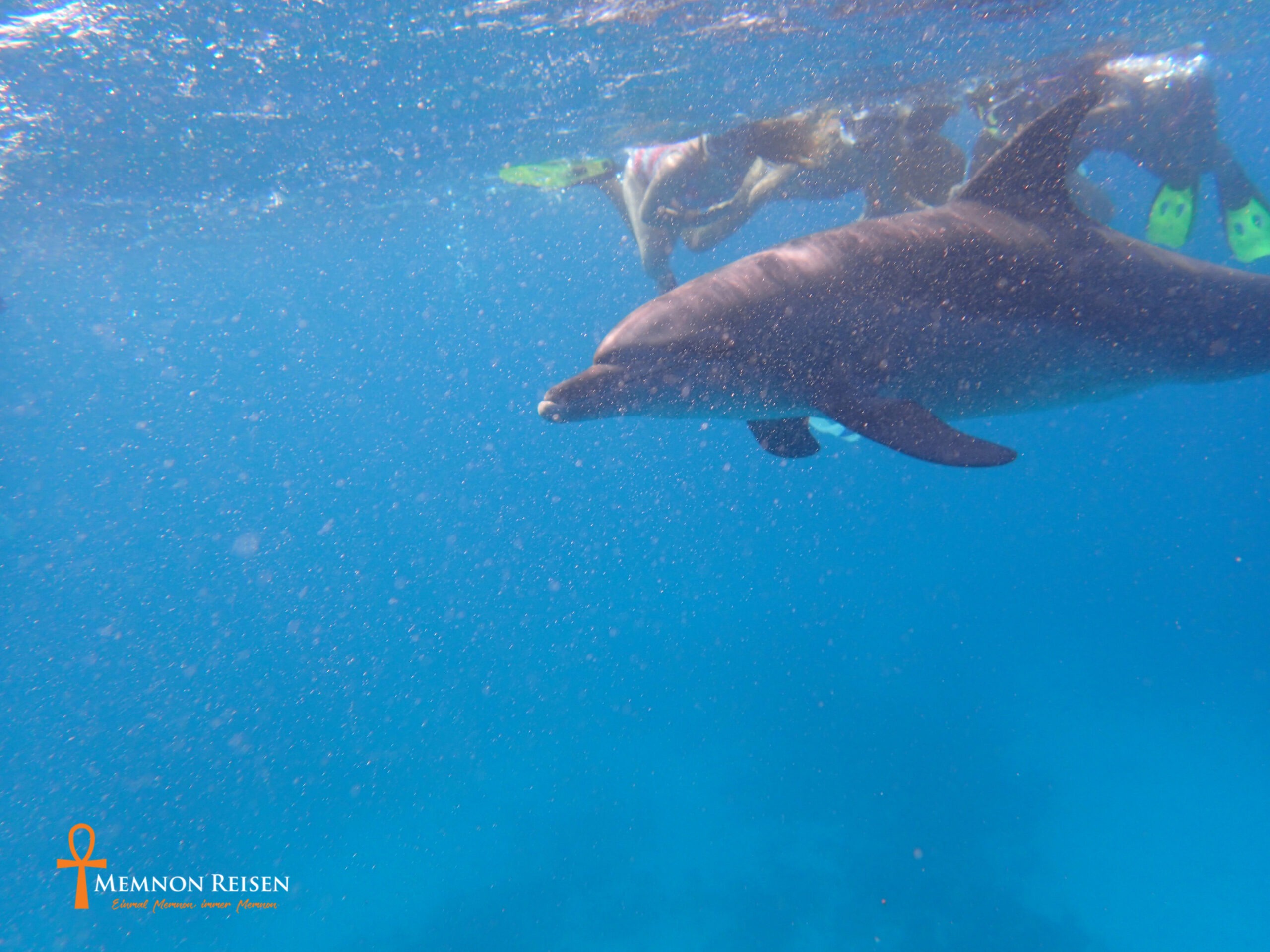 Private Swimming with Dolphins & Snorkeling Tour