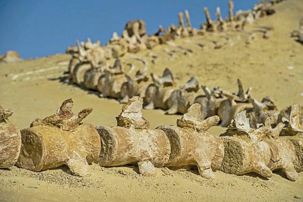 Valley of the Whales