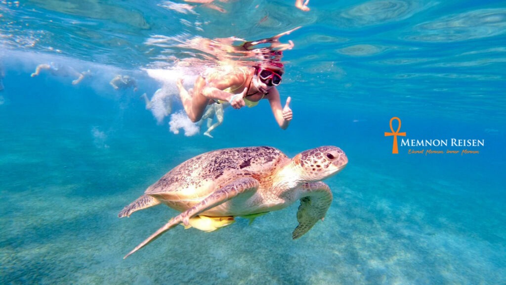 Abu Dabbab Snorkeling tour | Snorkel with Turtles & Swimming With Dugong