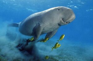 Dugong Excursion Hurghada